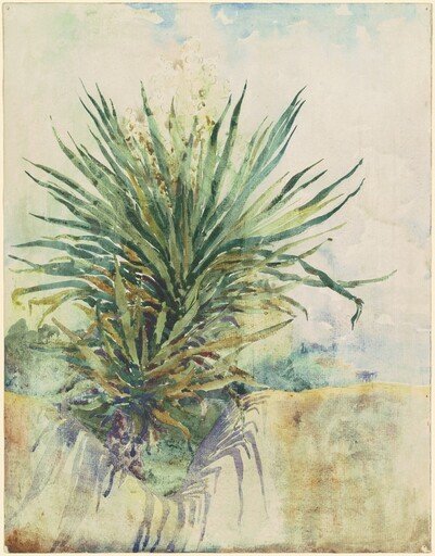 Tropical Plant [recto]