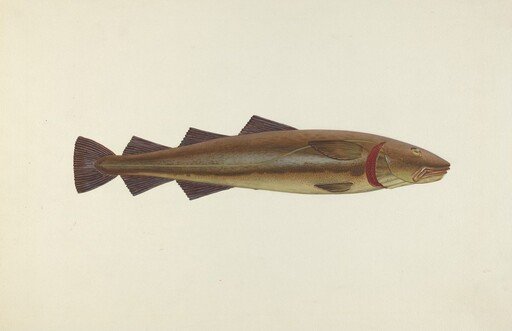 Sacred Cod