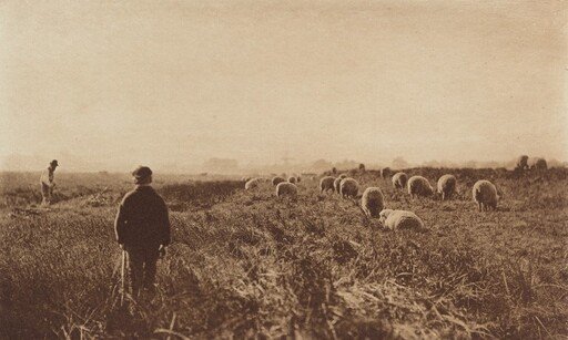 The Marshes in June