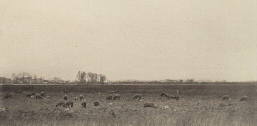 Marshes by the North Sea