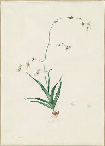Diasia iridifolia