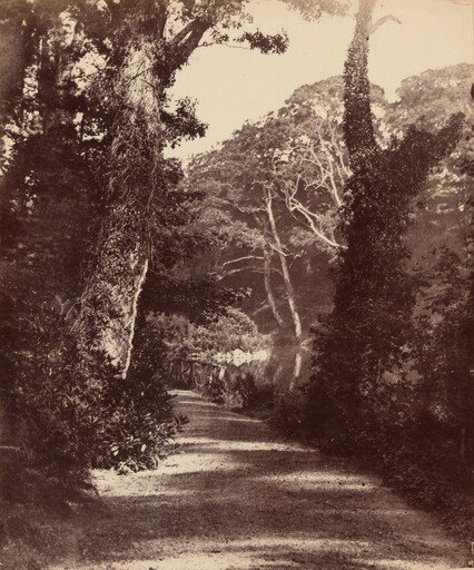 The Upper Lake, Penllergare Valley Woods
