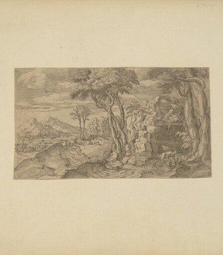 Narcissus