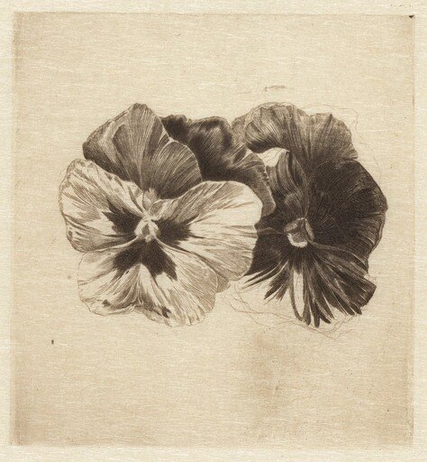 Pansies