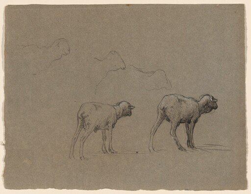Studies of Sheep