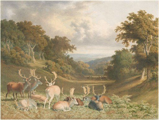 Stags in Knole Park, Kent