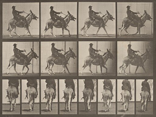 Plate Number 668. Ass; ambling; irregular; saddle; a boy riding, Zoo