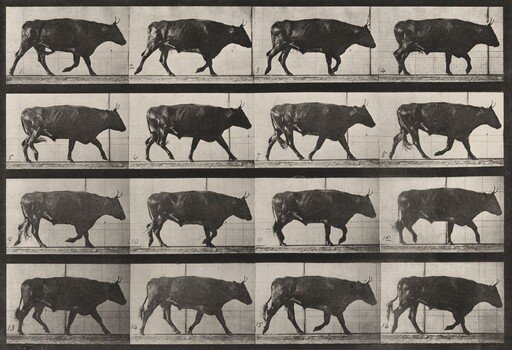 Plate Number 672. Ox; trotting