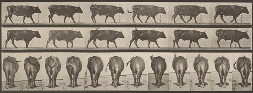 Plate Number 671. Ox; walking