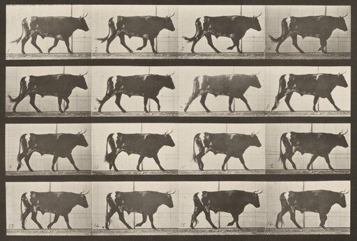 Plate Number 669. Ox; walking