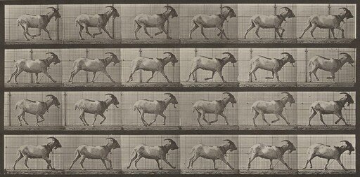 Plate Number 679. Goat; galloping