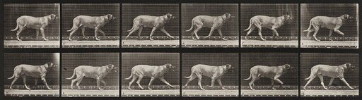 Plate Number 706. Dog; trotting; mastiff, Smith
