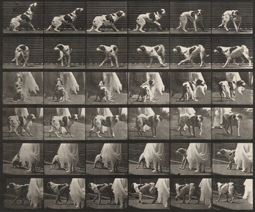 Plate Number 713. Dog; turning around, etc.; setter, Kate