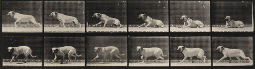 Plate Number 714. Dog; aroused by a torpedo; mastiff, Smith