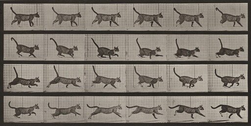 Plate Number 716. Cat; walking; change to galloping