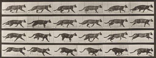 Plate Number 718. Cat; trotting; change to galloping