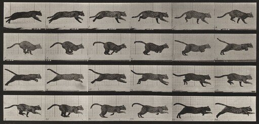 Plate Number 720. Cat; galloping