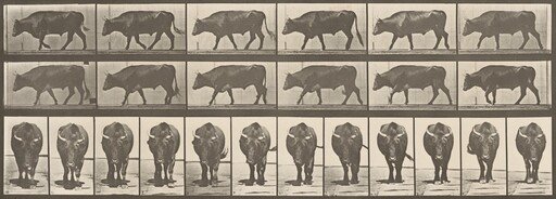 Plate Number 670. Ox; walking