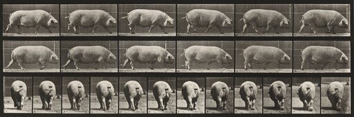 Plate Number 674. Sow; walking