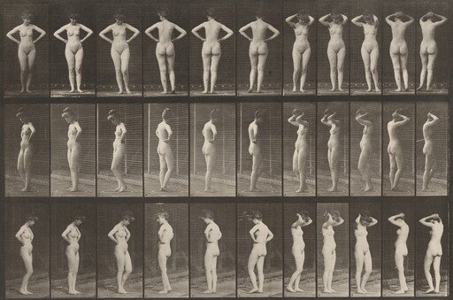 Plate Number 531. Various poses
