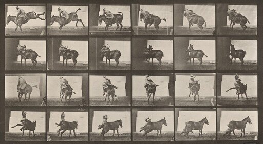 Plate Number 661. Mule; A, B, a refractory animal, Ruth
