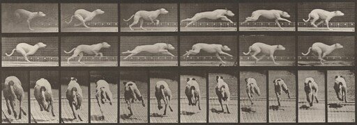 Plate Number 710. Dog; galloping; white racing hound, Maggie