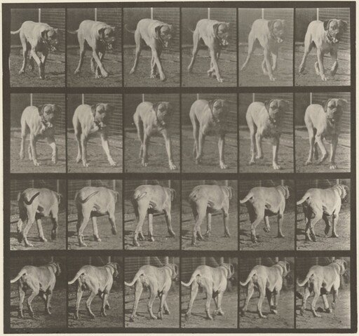 Plate Number 705. Dog; trotting; mastiff, Dread