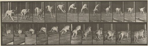 Plate Number 712. Dog; jumping hurdle; mastiff, Dread