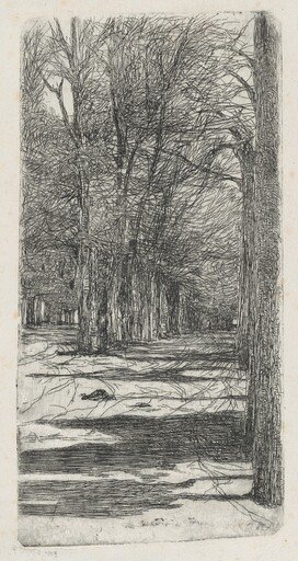 Path in Parco delle Cascine (Un viale interno delle Cascine)