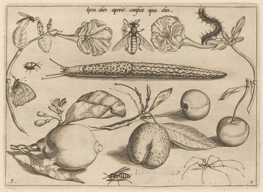 Archetypa studiaque patris Georgii Hoefnagelii [Part 1, Plate 9]