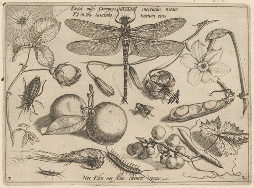 Archetypa studiaque patris Georgii Hoefnagelii [Part 2, Plate 3]
