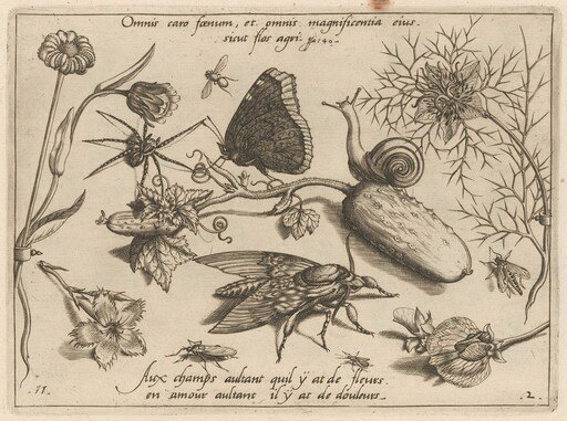 Archetypa studiaque patris Georgii Hoefnagelii [Part 2, Plate 11]