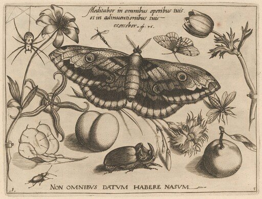 Archetypa studiaque patris Georgii Hoefnagelii [Part 3, Title Page]