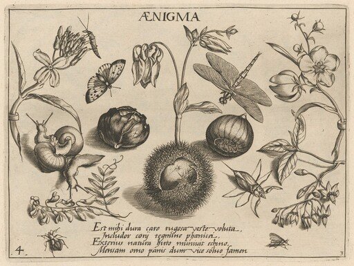 Archetypa studiaque patris Georgii Hoefnagelii [Part 3, Plate 4]