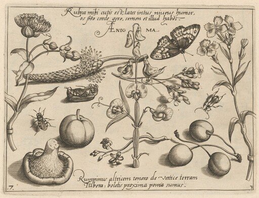Archetypa studiaque patris Georgii Hoefnagelii [Part 3, Plate 7]
