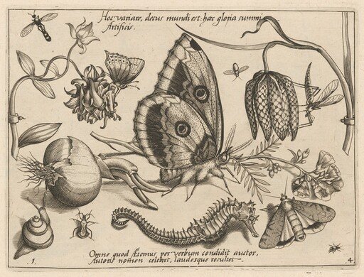 Archetypa studiaque patris Georgii Hoefnagelii [Part 4, Plate 1]