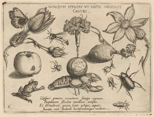 Archetypa studiaque patris Georgii Hoefnagelii [Part 4, Plate 6]