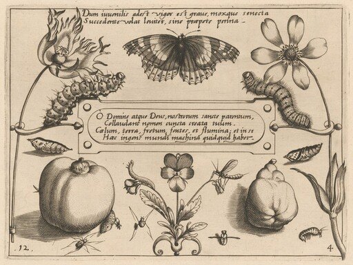 Archetypa studiaque patris Georgii Hoefnagelii [Part 4, Plate 12]