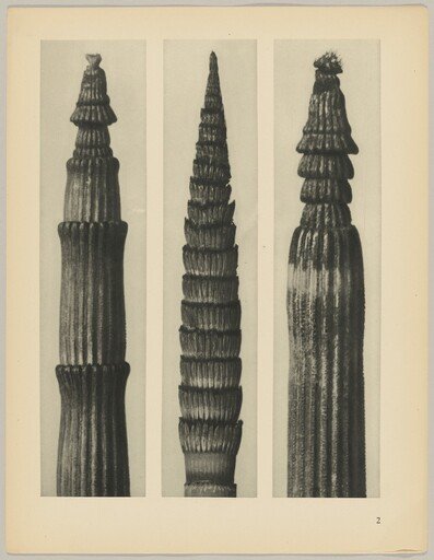 a Equisetum hiemale; b Equisetum maximum; c Equisetum hiemale