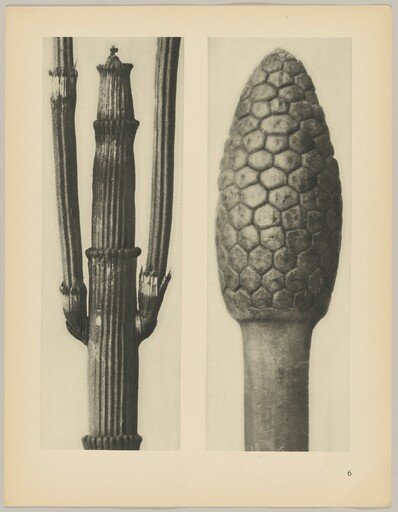 a Equisetum hiemale; b Equisetum arvense