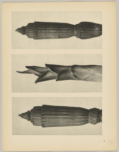 a Equisetum hiemale; b Hosta japonica; c Equisetum hiemale