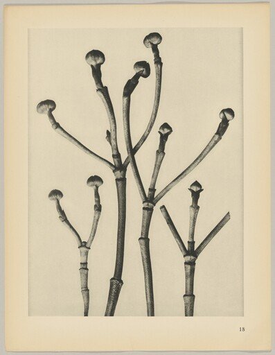 Cornus florida