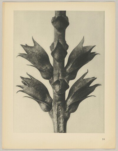 Physostegia virginiana