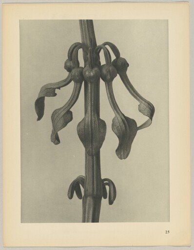 Aristolochia clematitis