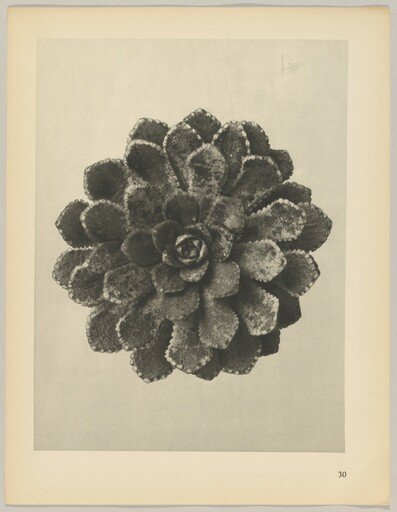 Saxifraga aizoon