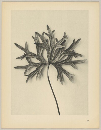 Aconiyum anthora