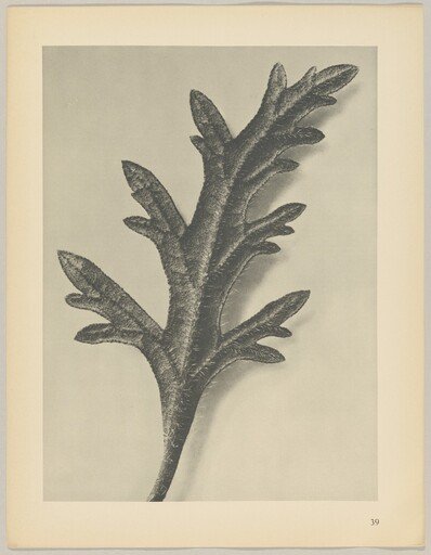 Verbena canadensis