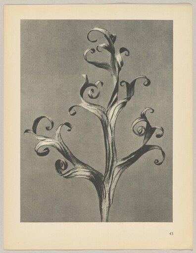Delphinium