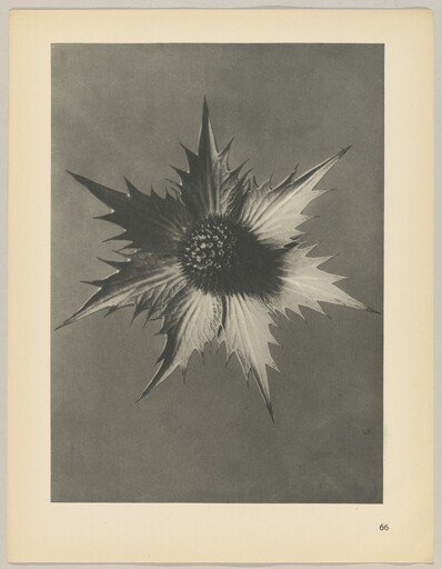 Eryngium giganteum