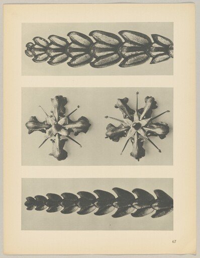 a u. c Thujopsis dolabrata; b Ruta graveolens